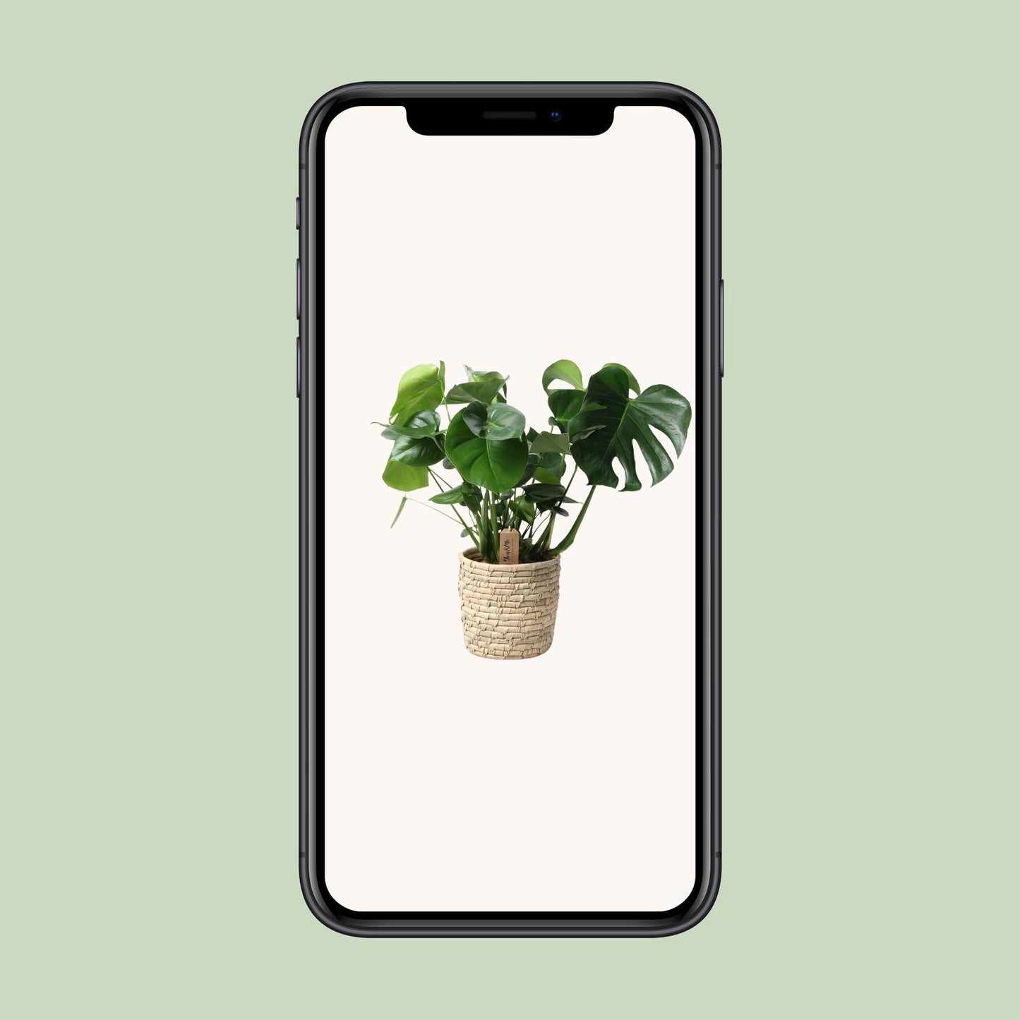 Monstera kamerplant in palmleaf basket – Ø21 cm – hoogte 60 cm – luchtzuiverend en onderhoudsvriendelijk