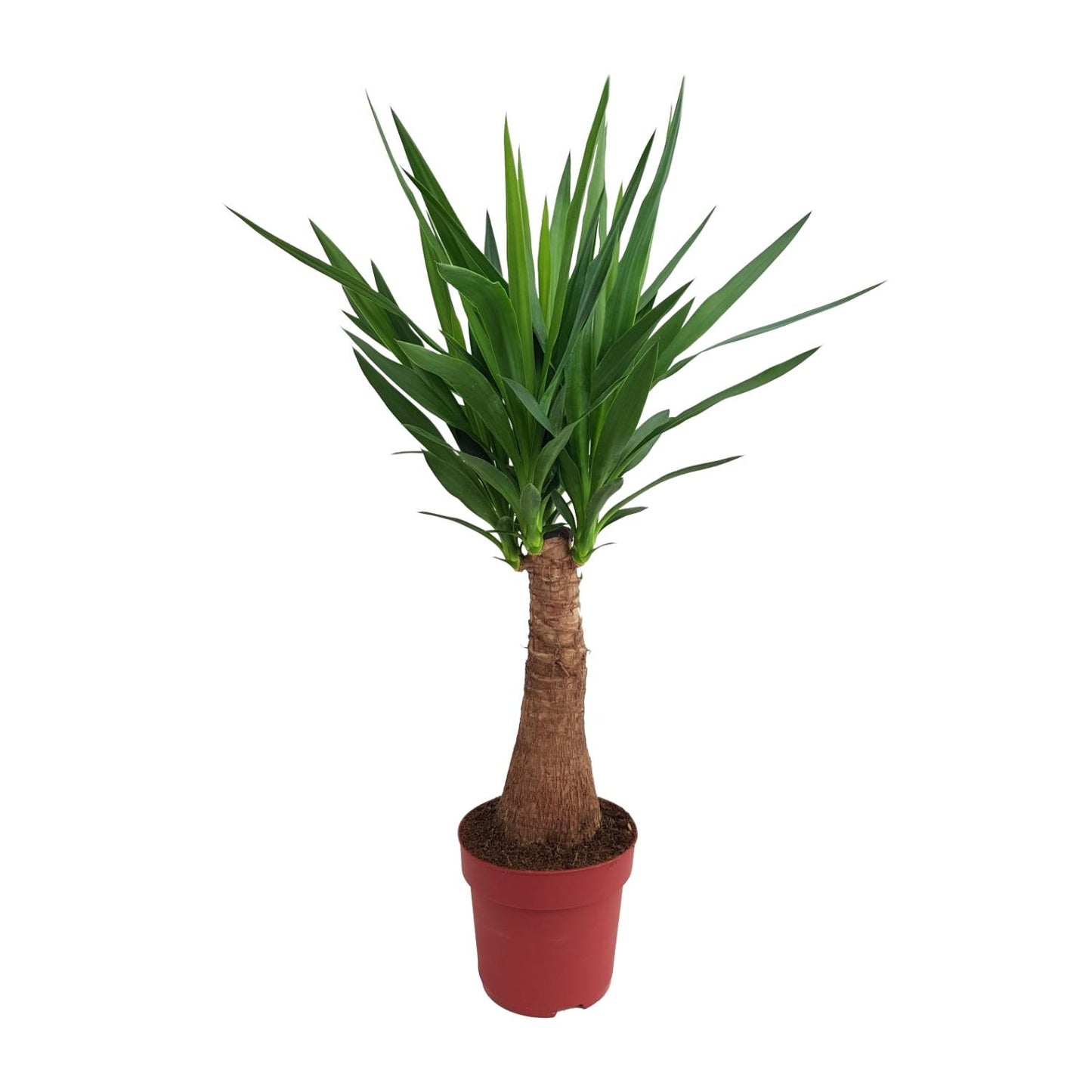 Yucca "Maya Tree" kamerplant – stamhoogte 40 cm – Ø21 cm pot – hoogte ca. 100 cm – luchtzuiverend & onderhoudsvriendelijk