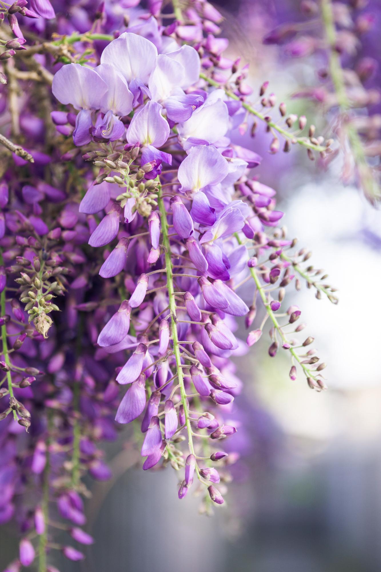 2x Wisteria floribunda ‘Naga Noda’ tuinplant – dubbele blauwe regen – klimplant met lange paarse bloemtrossen – Ø15 cm pot – hoogte 65 cm