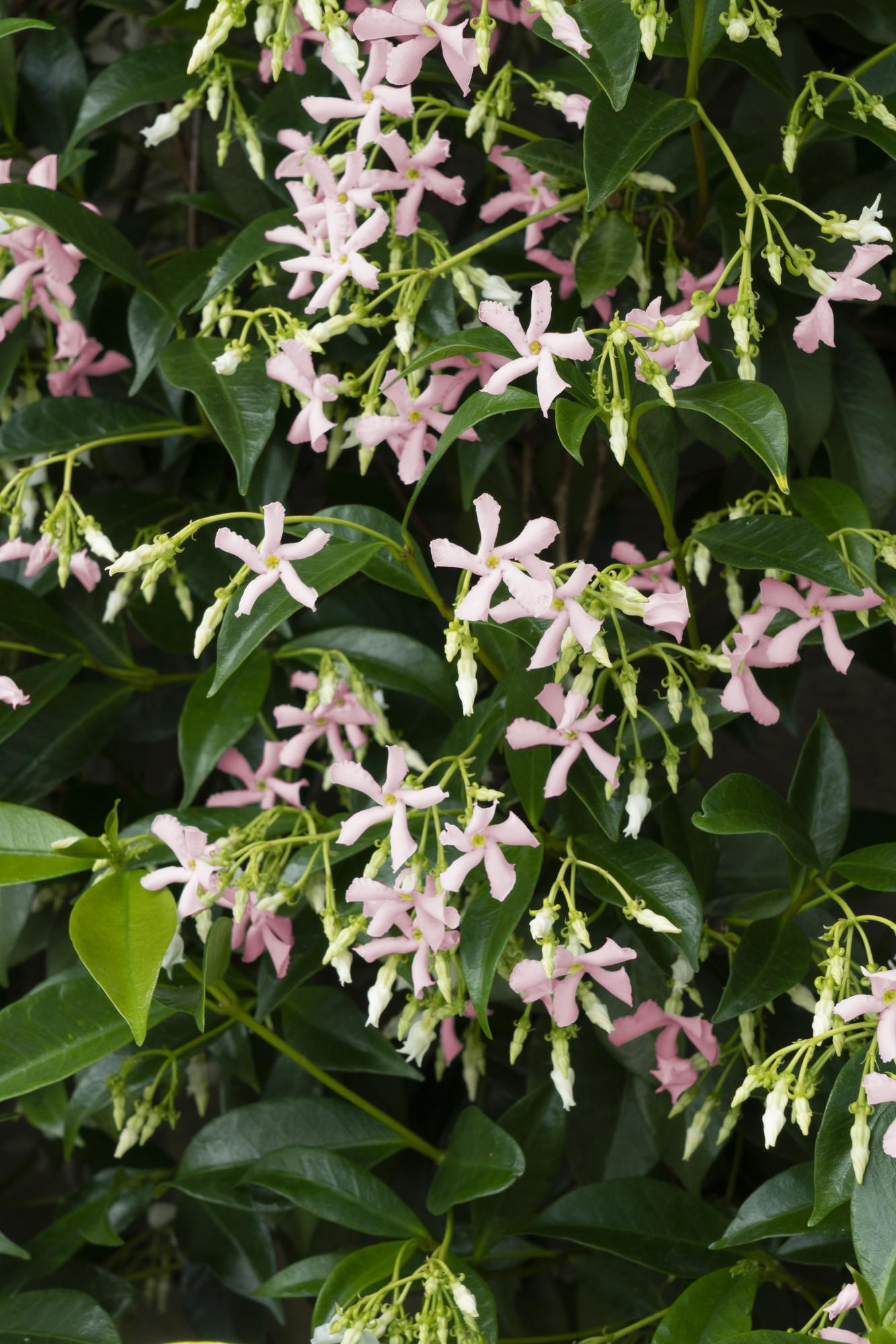 2x Trachelospermum ‘Star of Ibiza’ tuinplant – Sterjasmijn – geurende klimplant met roze bloemen – Ø15 cm pot – hoogte 65 cm