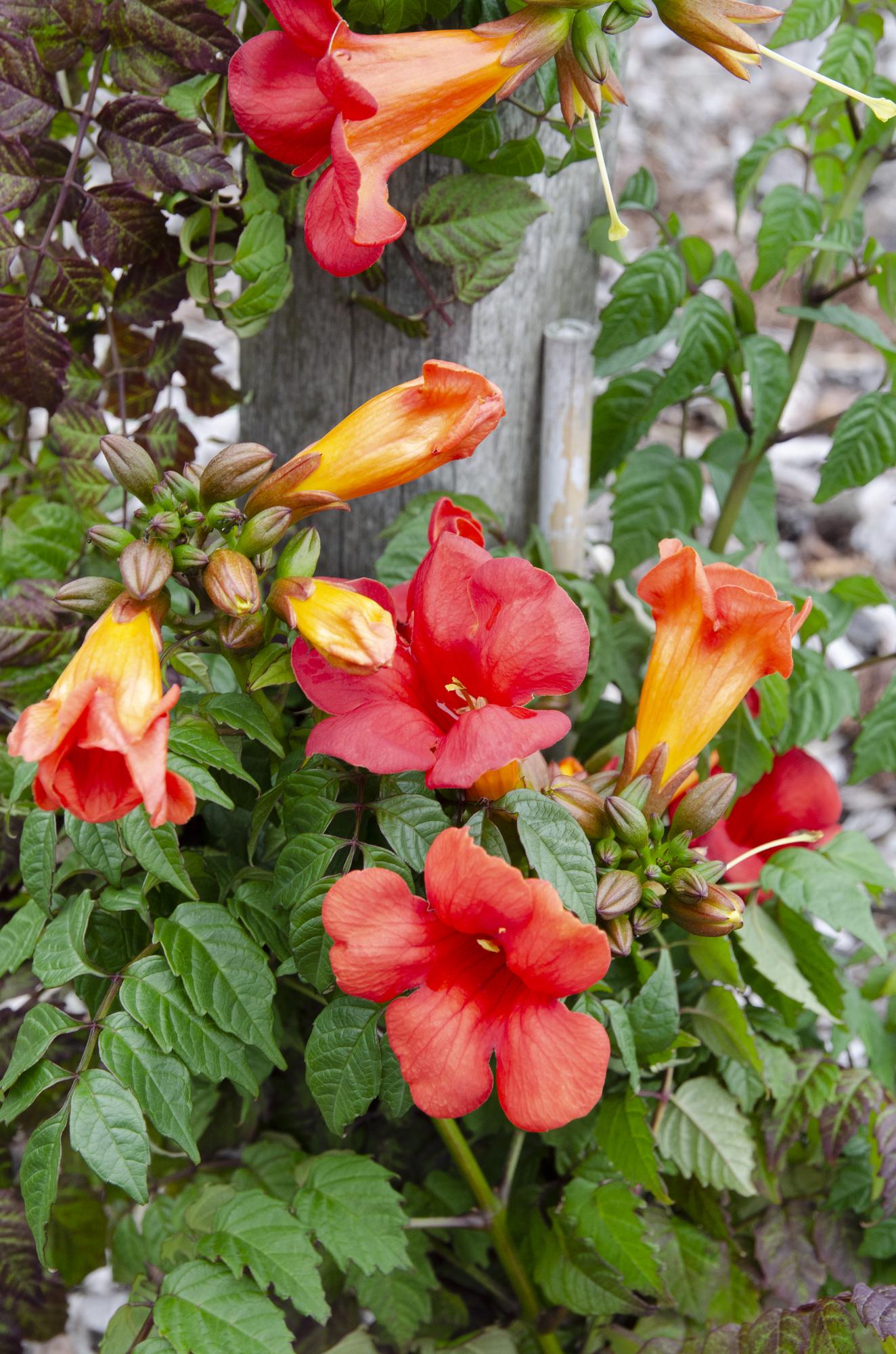 2x Campsis Summer Jazz ‘Fire Trumpet’ tuinplant – rode trompetbloem – compacte klimplant – Ø15 cm pot – hoogte 65 cm – zelfhechtend & winterhard