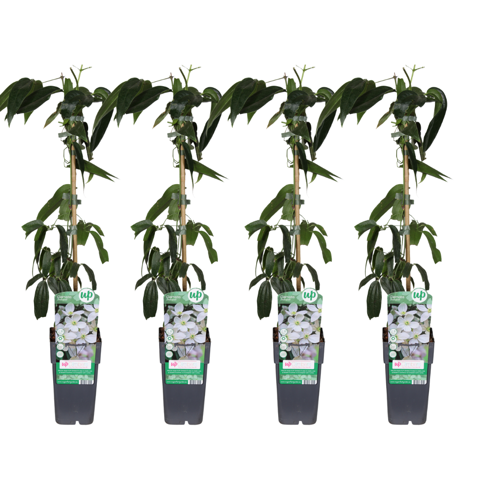 Clematis armandii – 4 stuks – Ø15 cm pot – hoogte ca. 65 cm – wintergroene klimplant met geurige lentebloei