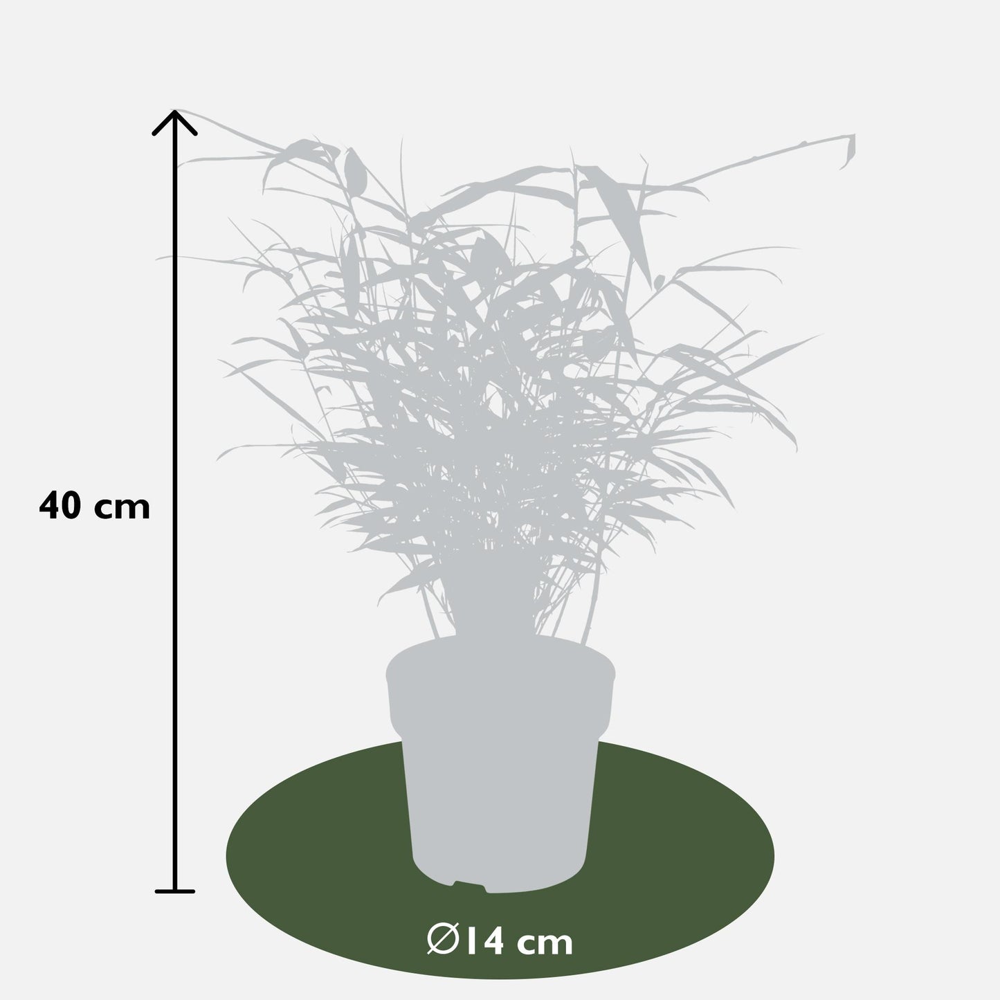 8x Fargesia rufa – Niet-woekerende bamboe tuinplant – 40 cm hoog – Potmaat 14 cm