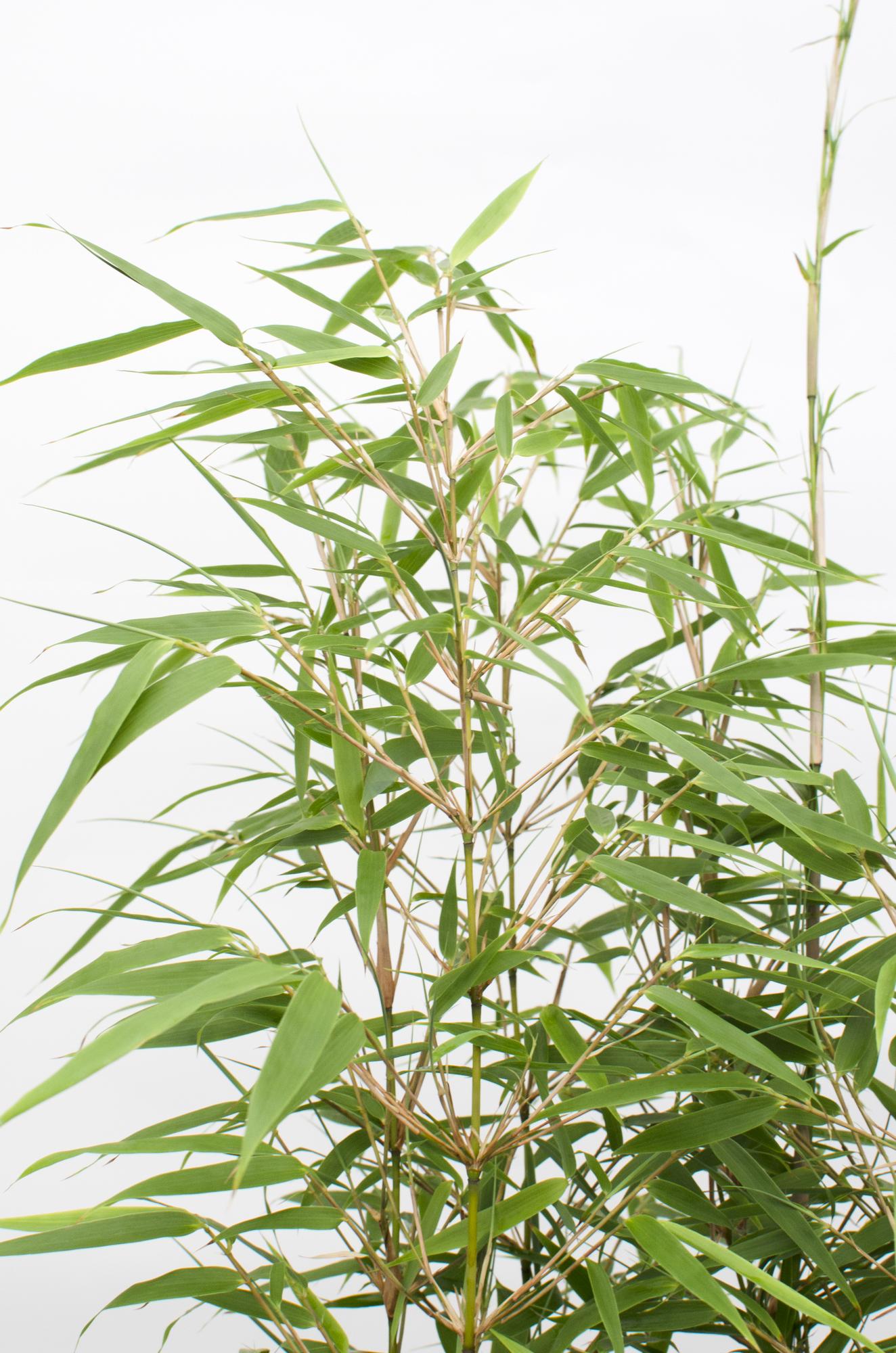 8x Fargesia rufa – Niet-woekerende bamboe tuinplant – 40 cm hoog – Potmaat 14 cm