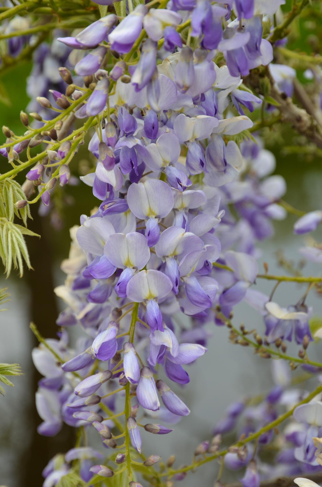 2x Wisteria sinensis ‘Caroline’ tuinplant – Blauwe regen klimplant met paarse bloemtrossen – hoogte 65 cm – potmaat 15 cm