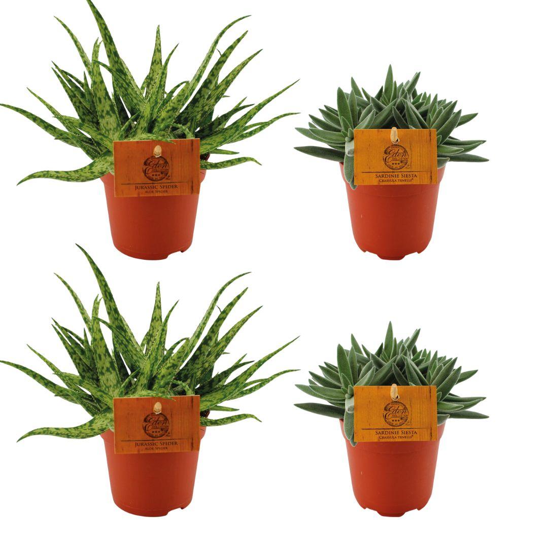 Aloe Spider & Crassula Tenelli kamerplantenset – 4 stuks – Ø10,5 cm pot – 10 cm hoog – Vetplanten mix voor binnen