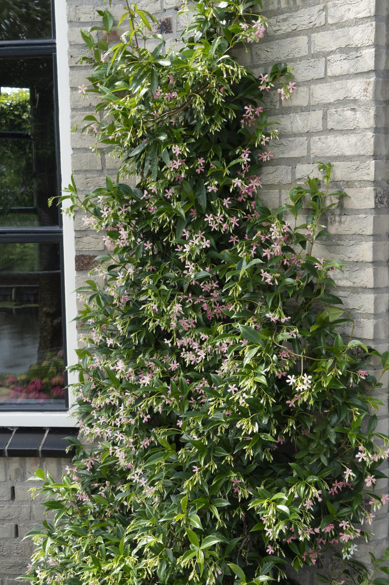 2x Trachelospermum ‘Star of Ibiza’ tuinplant – Sterjasmijn – geurende klimplant met roze bloemen – Ø15 cm pot – hoogte 65 cm