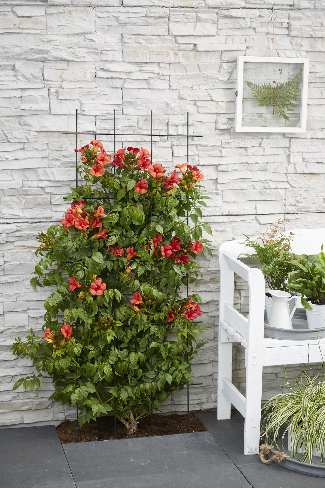 2x Campsis Summer Jazz ‘Fire Trumpet’ tuinplant – rode trompetbloem – compacte klimplant – Ø15 cm pot – hoogte 65 cm – zelfhechtend & winterhard