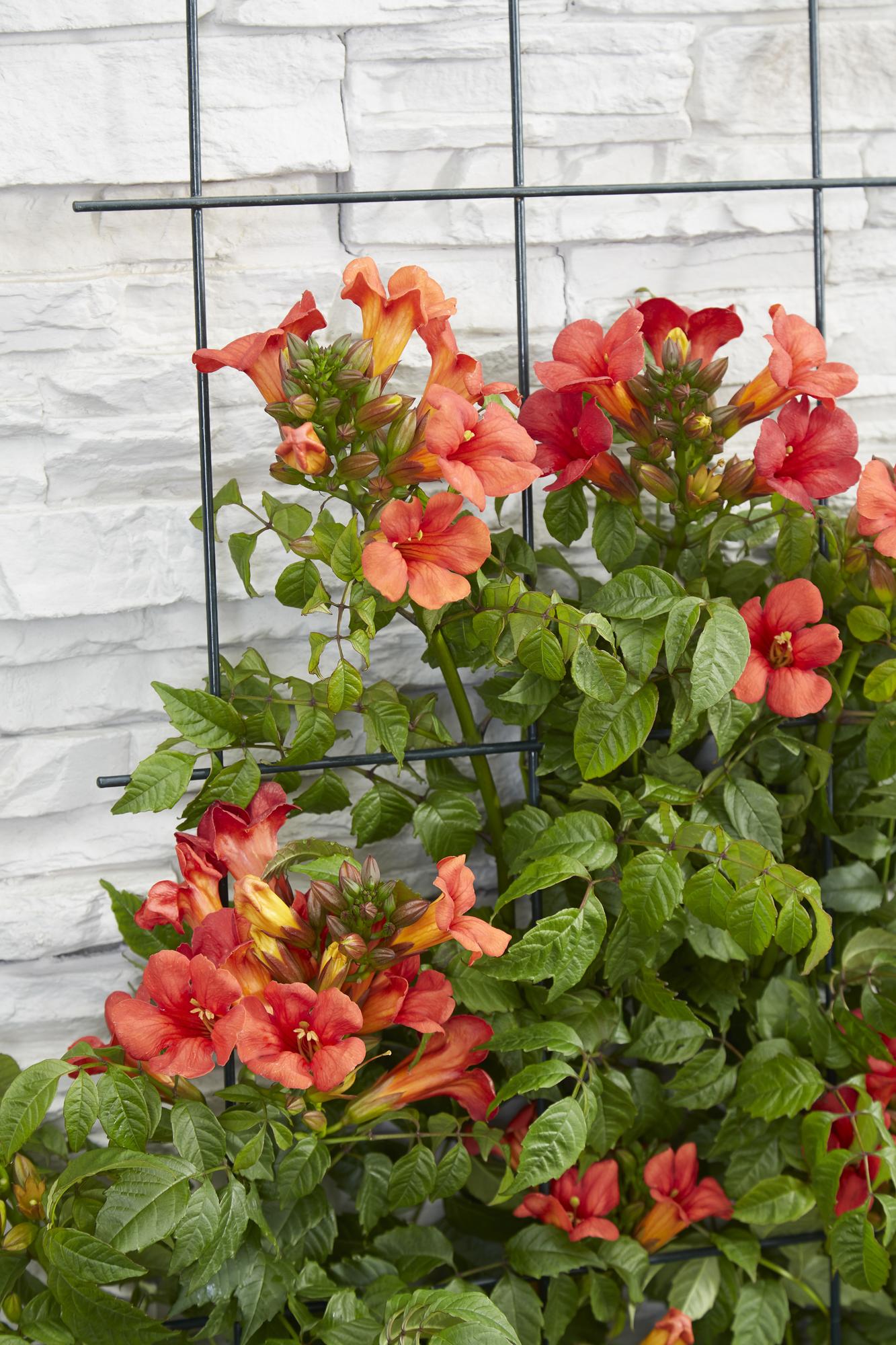 2x Campsis Summer Jazz ‘Fire Trumpet’ tuinplant – rode trompetbloem – compacte klimplant – Ø15 cm pot – hoogte 65 cm – zelfhechtend & winterhard