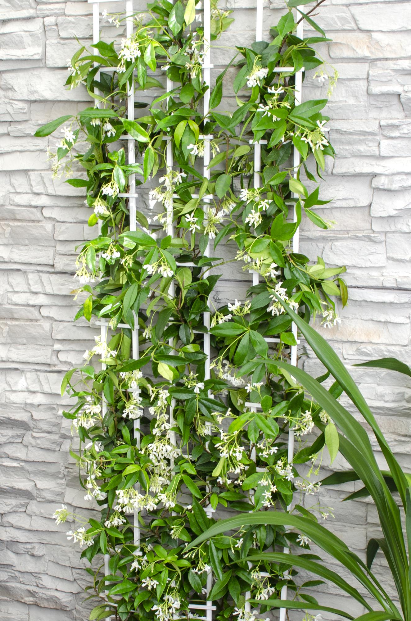 2x Trachelospermum ‘Star of Venice’ tuinplant – witte sterjasmijn – geurige klimplant – Ø15 cm pot – hoogte 65 cm – wintergroen & winterhard