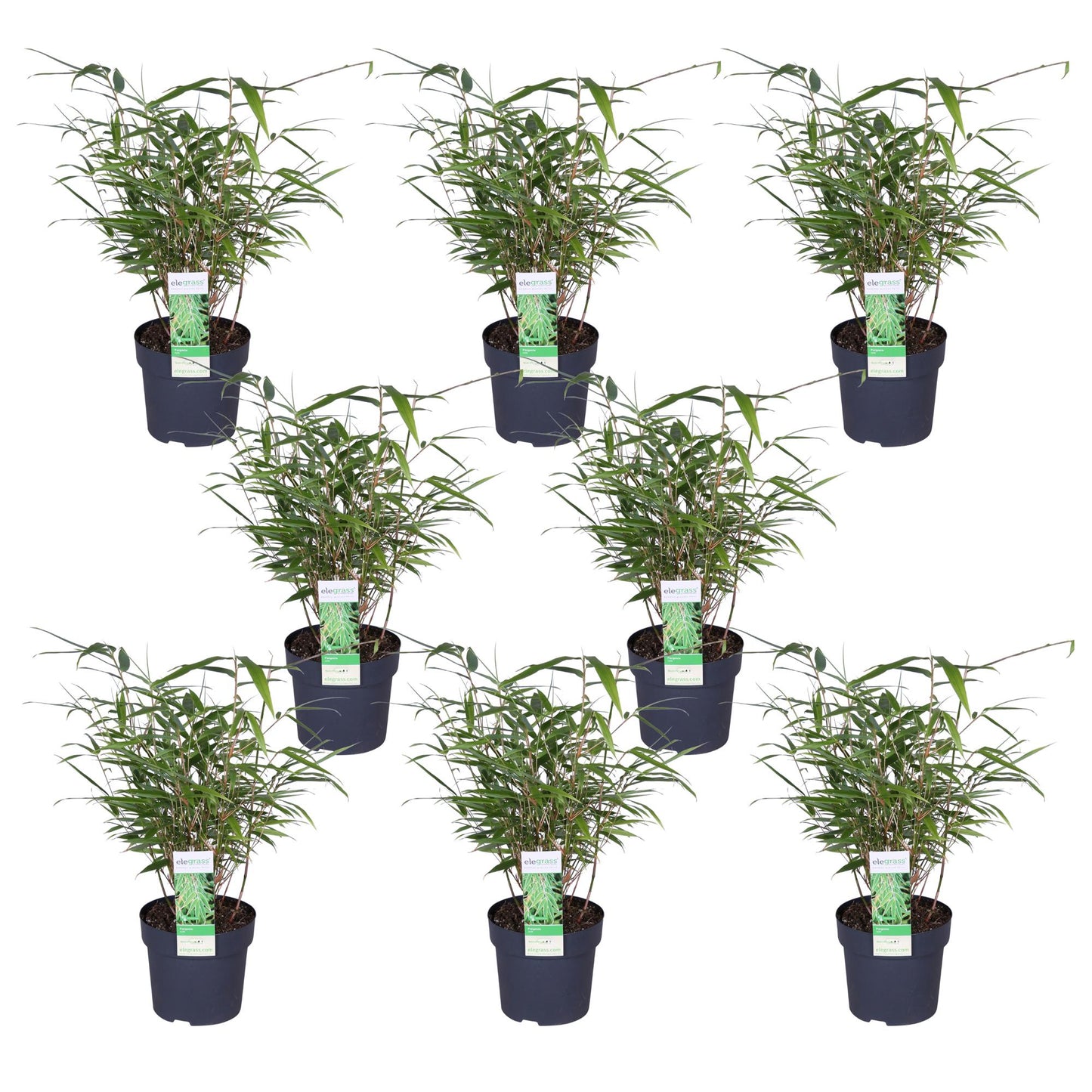 8x Fargesia rufa – Niet-woekerende bamboe tuinplant – 40 cm hoog – Potmaat 14 cm