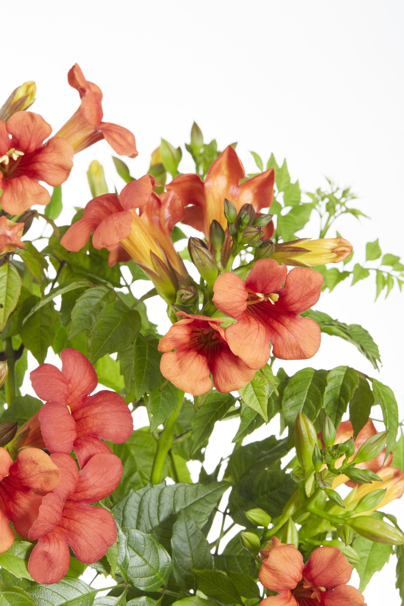 2x Campsis Summer Jazz ‘Fire Trumpet’ tuinplant – rode trompetbloem – compacte klimplant – Ø15 cm pot – hoogte 65 cm – zelfhechtend & winterhard