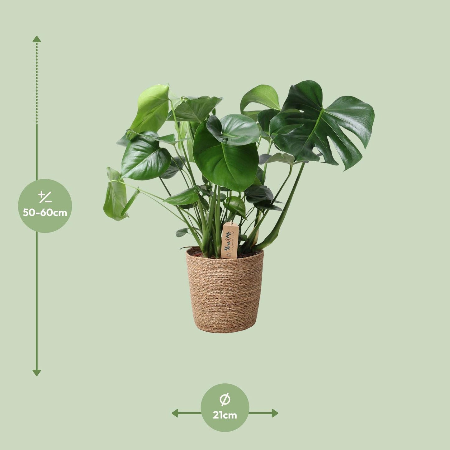 Monstera kamerplant in natuurlijke mand – Ø21 cm – hoogte 60 cm – luchtzuiverend en onderhoudsvriendelijk