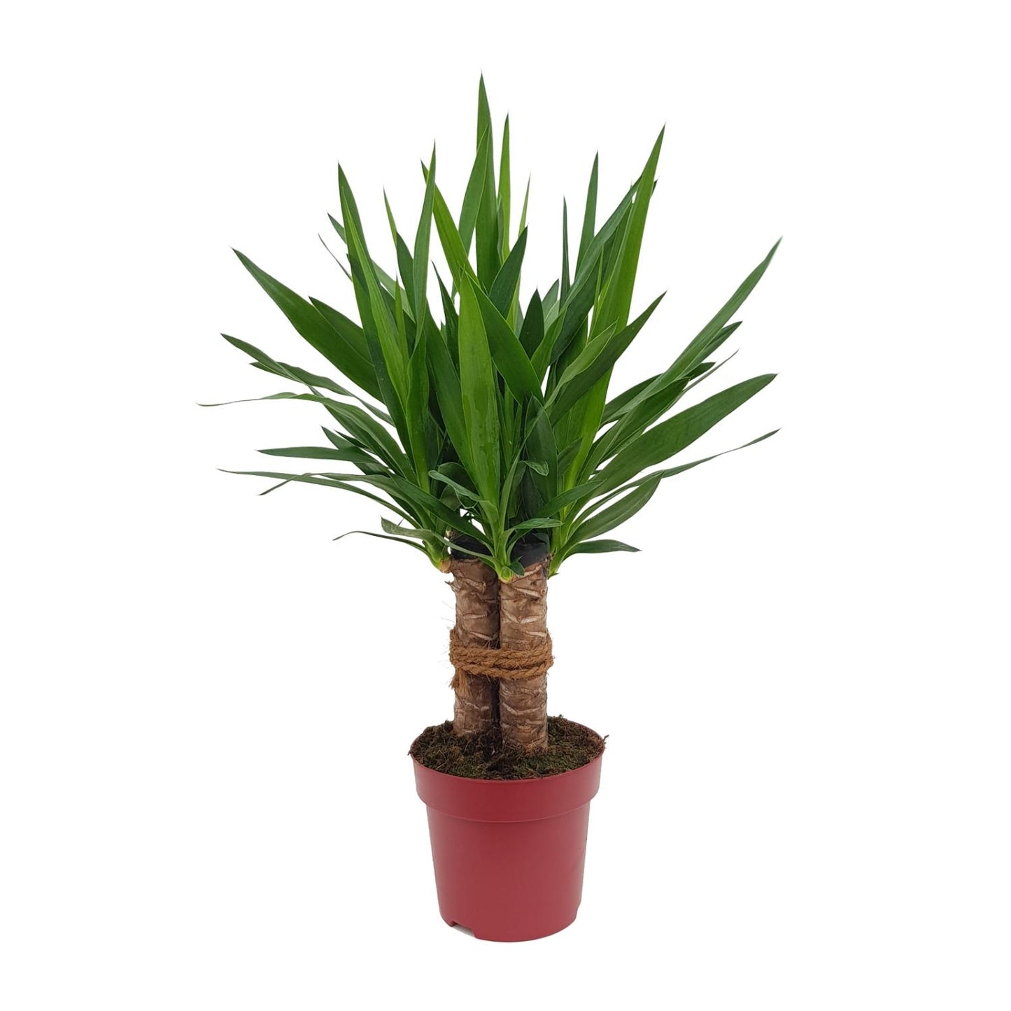 Yucca "Tres Cañas" kamerplant – 3-stammige Yucca elephantipes – Ø19 cm – hoogte ca. 70 cm – onderhoudsvriendelijk & luchtzuiverend