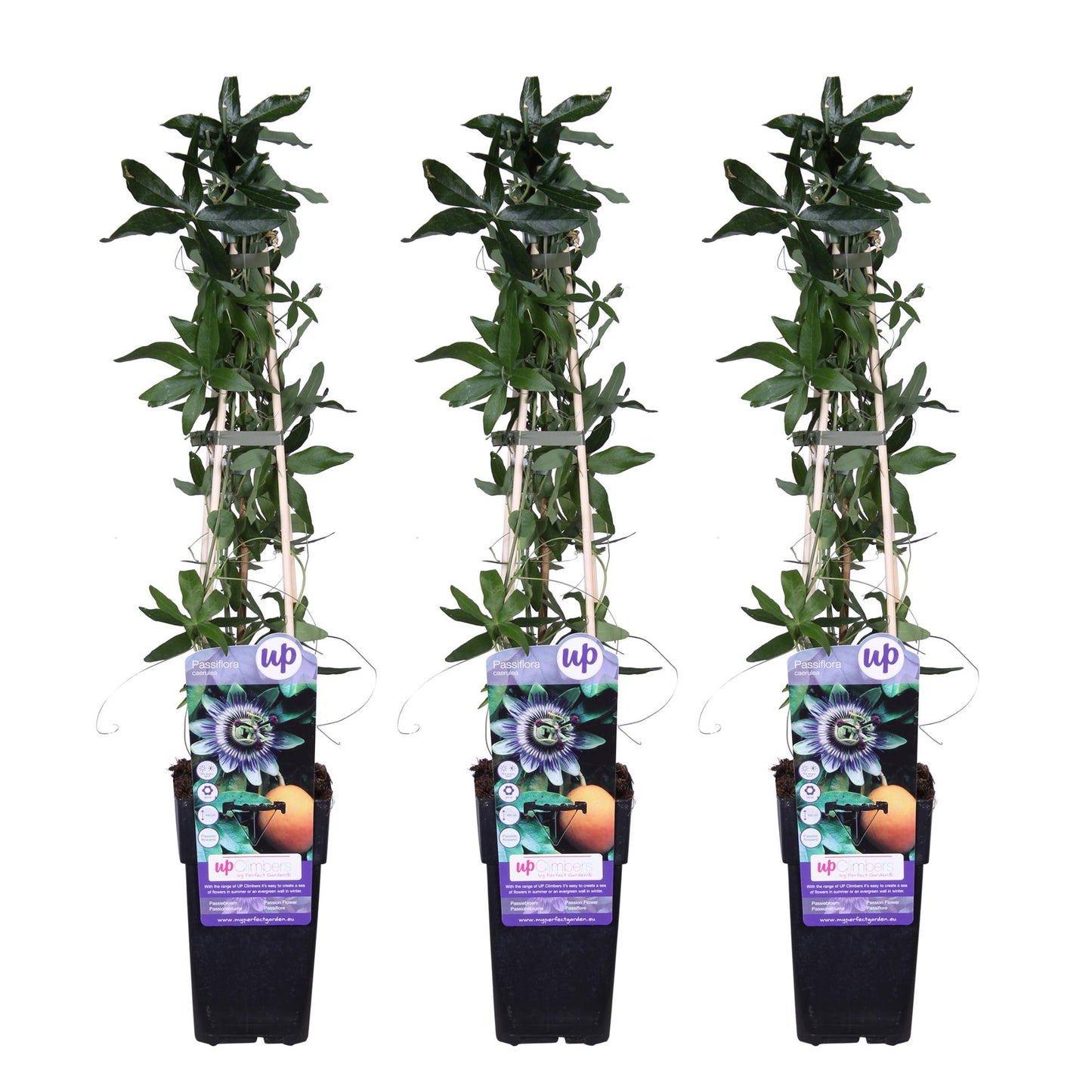 3x Passiebloem (Passiflora caerulea) – Tuinplant – Klimplant – 65 cm hoog – Potmaat 15 cm