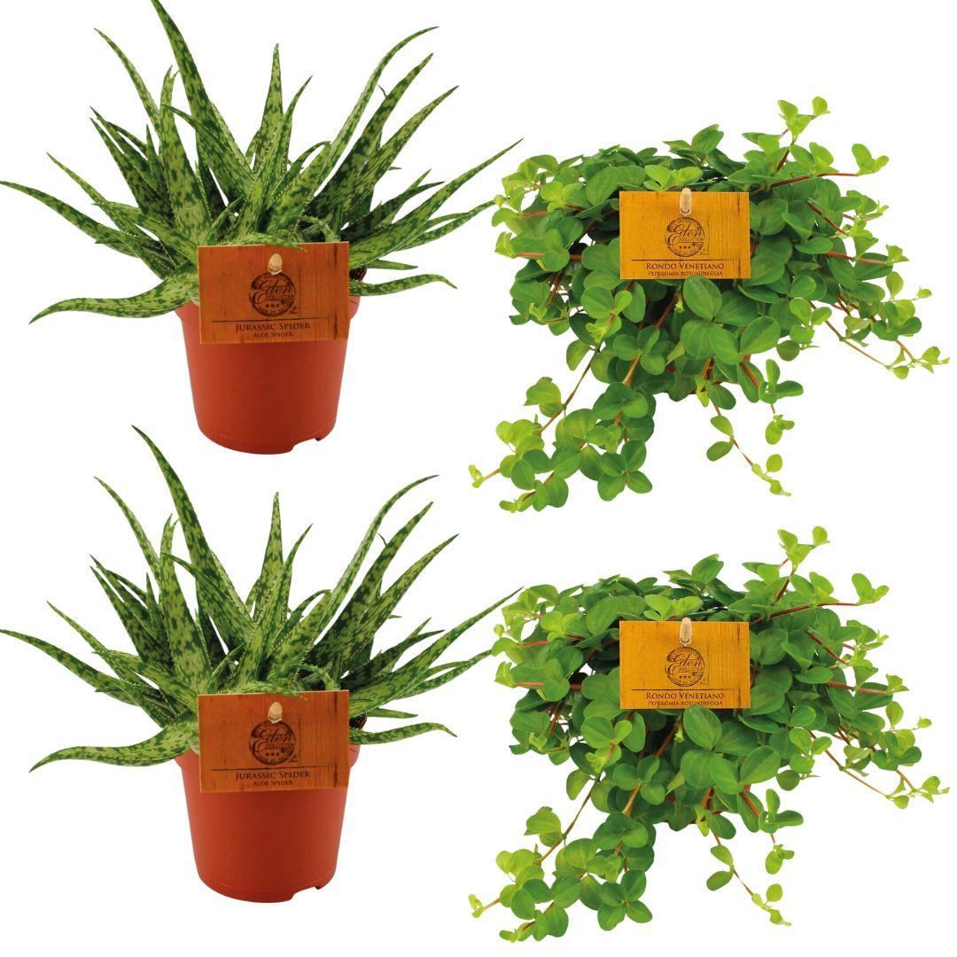 Aloe Spider en Peperomia Rotundifolia kamerplant set – 4 stuks – potmaat 10,5 cm – hoogte 10 cm – luchtzuiverend en onderhoudsvriendelijk