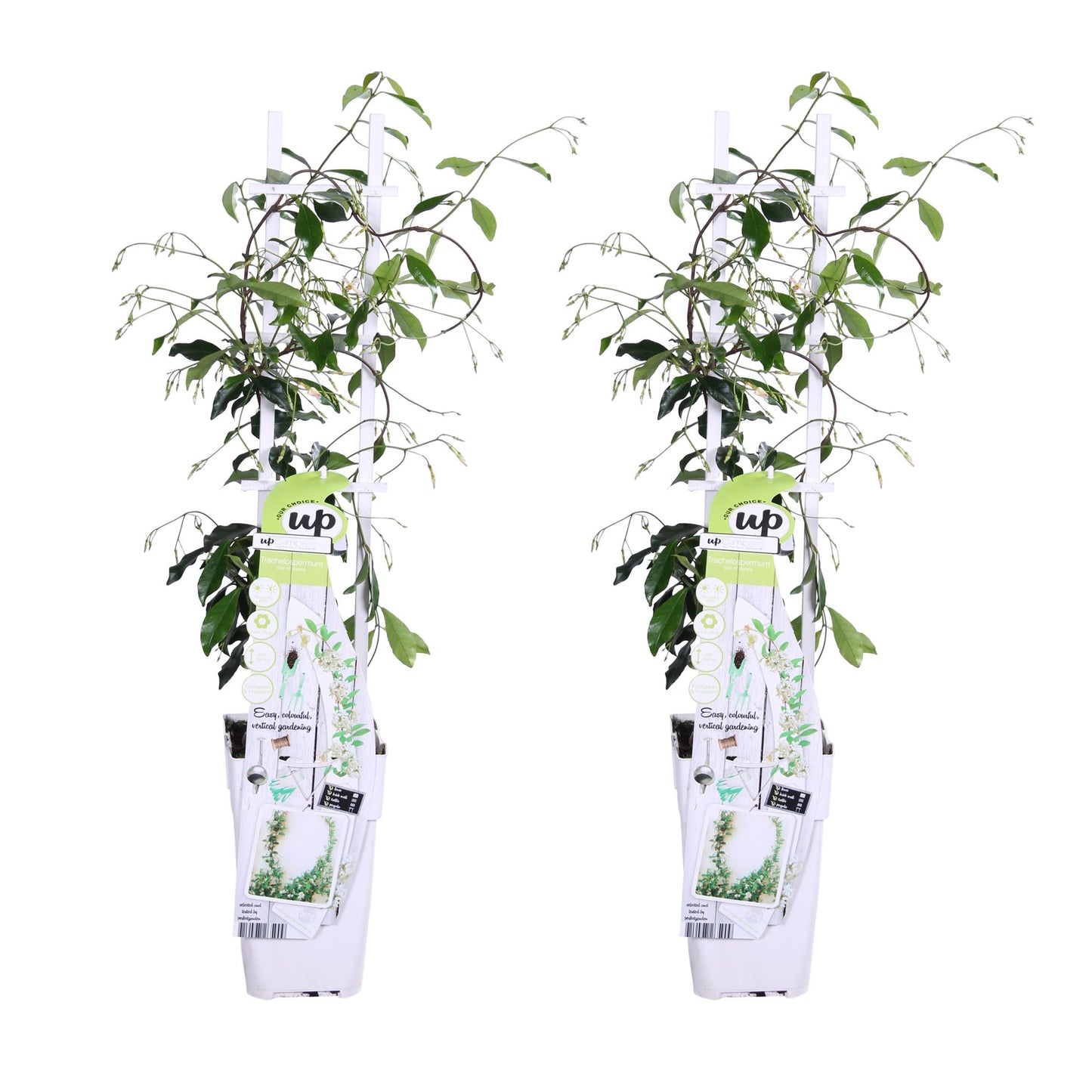 2x Trachelospermum ‘Star of Venice’ tuinplant – witte sterjasmijn – geurige klimplant – Ø15 cm pot – hoogte 65 cm – wintergroen & winterhard