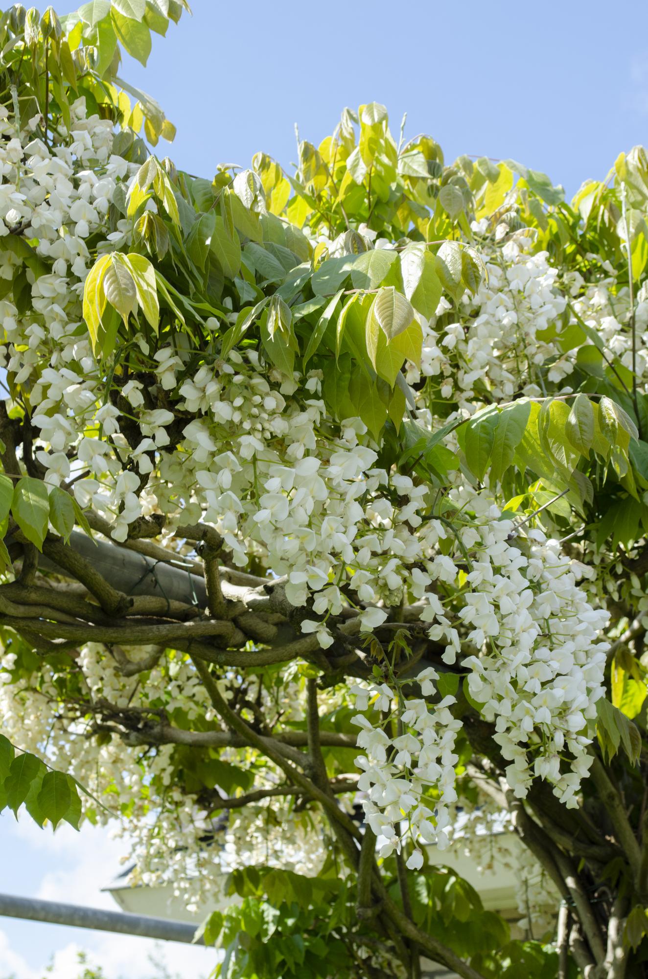 2x Wisteria floribunda ‘Longissima Alba’ tuinplant – witte regen – rijkbloeiende klimplant – Ø15 cm pot – hoogte 65 cm – exclusieve witte bloei
