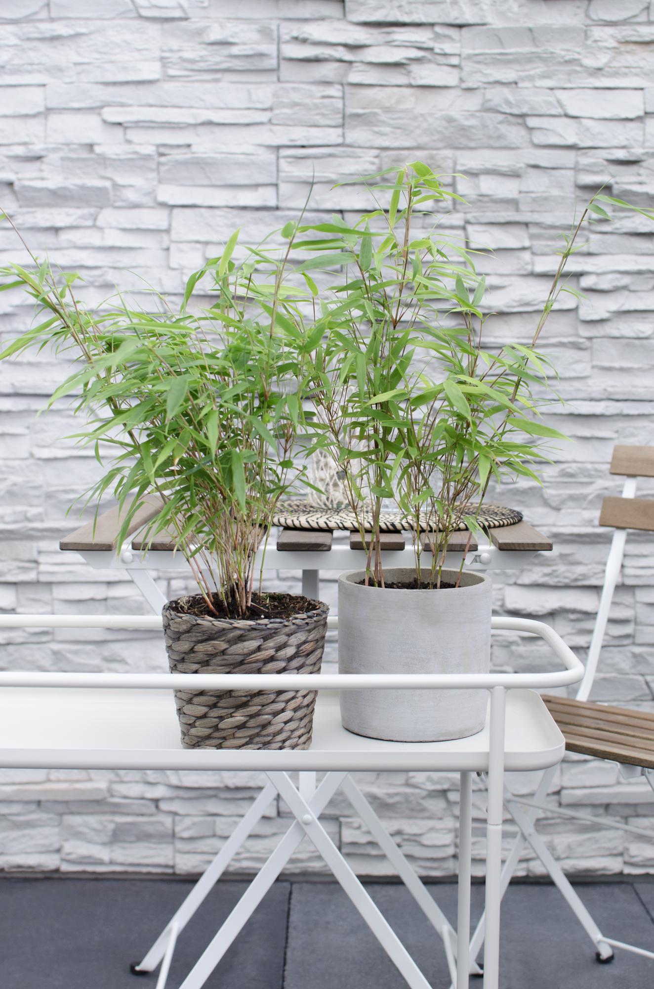 8x Fargesia rufa – Niet-woekerende bamboe tuinplant – 40 cm hoog – Potmaat 14 cm
