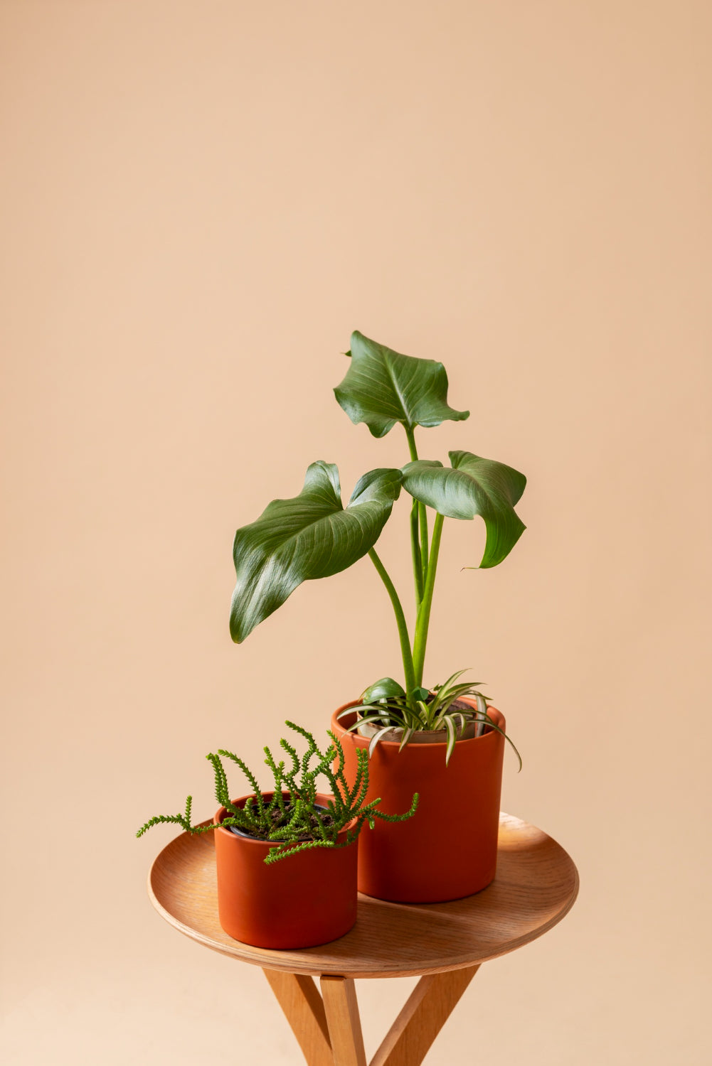 Plantenpotten & Bakken