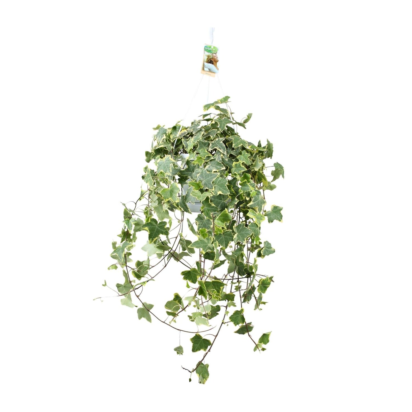 Hedera Helix Gold Child – XXL Hangplant – Kamerplant – Ø24 cm pot – ca. 60 cm hoog – Luchtzuiverend