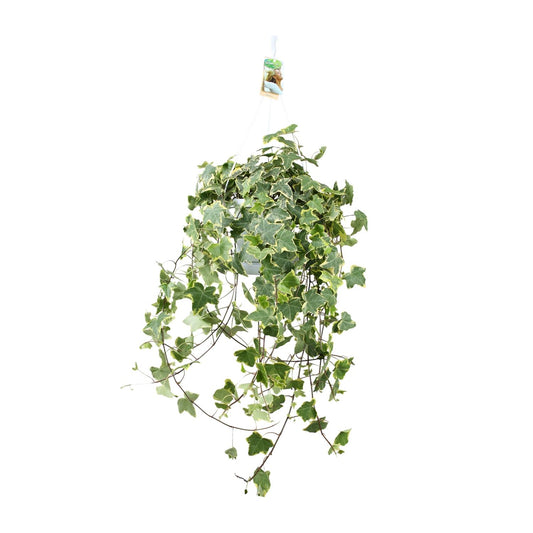 Hedera Helix Gold Child – XXL Hangplant – Kamerplant – Ø24 cm pot – ca. 60 cm hoog – Luchtzuiverend