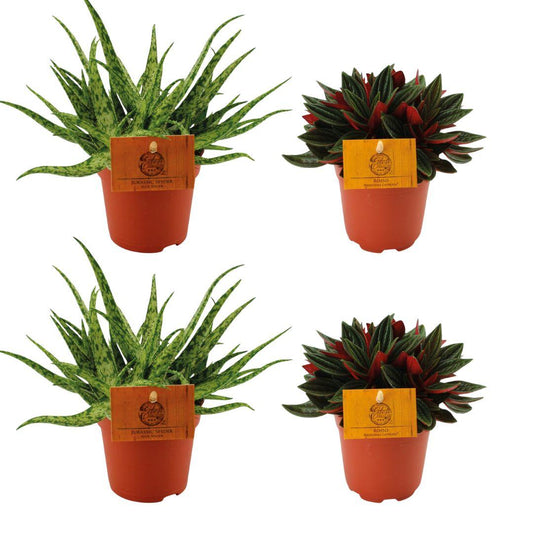 Aloe Spider & Peperomia Rosso kamerplantenset – 4 stuks – Ø10,5 cm pot – 10 cm hoog – Compact & onderhoudsvriendelijk