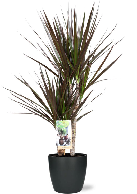 Dracaena Magenta kamerplant – Luchtzuiverend – Hoogte 80 cm – Pot Ø17 cm – Onderhoudsvriendelijk