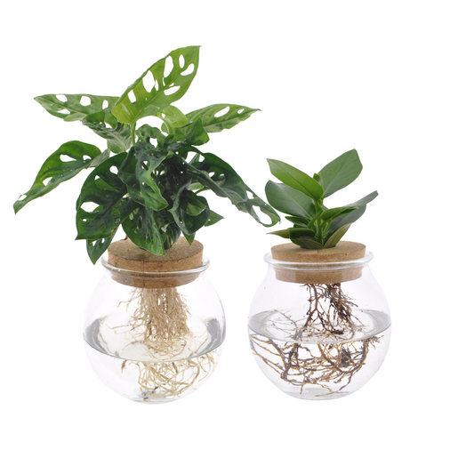 Hydroponie set Monstera Adansonii & Clusia – 2 kamerplanten in bolglas – Ø12 cm – 30 cm hoog – onderhoudsvriendelijk