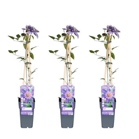 Clematis Multi Blue tuinplant – 3 stuks – Klimplant met grote paarse bloemen – Hoogte 65 cm – Potmaat 15 cm