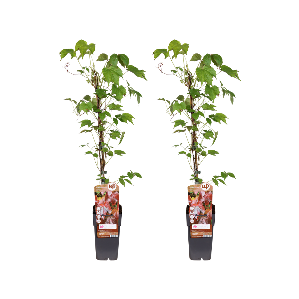 Parthenocissus tricuspidata ‘Veitchii Boskoop’ – 2 klimplanten – Ø15 cm pot – hoogte ca. 65 cm – gevelgroen & snelgroeiend