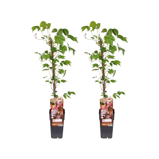 Parthenocissus tricuspidata ‘Veitchii Boskoop’ – 2 klimplanten – Ø15 cm pot – hoogte ca. 65 cm – gevelgroen & snelgroeiend