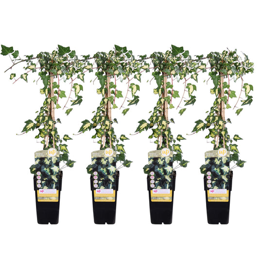 4x Hedera colchica 'Dentata Variegata' – Klimop tuinplant – 65 cm hoog – Potmaat 15 cm