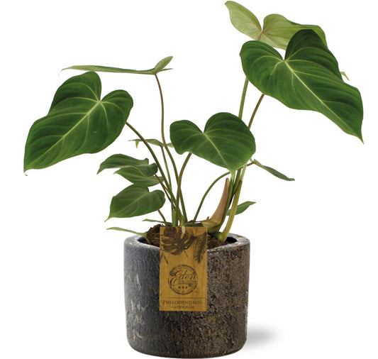 Philodendron Gloriosum kamerplant – Ø15 cm pot – ca. 40 cm hoog – luchtzuiverend – inclusief Maas pot bruin