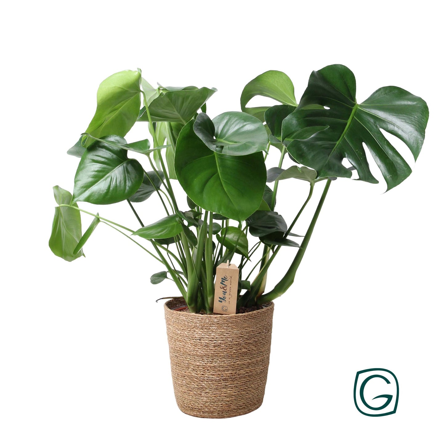 Monstera kamerplant in natuurlijke mand – Ø21 cm – hoogte 60 cm – luchtzuiverend en onderhoudsvriendelijk