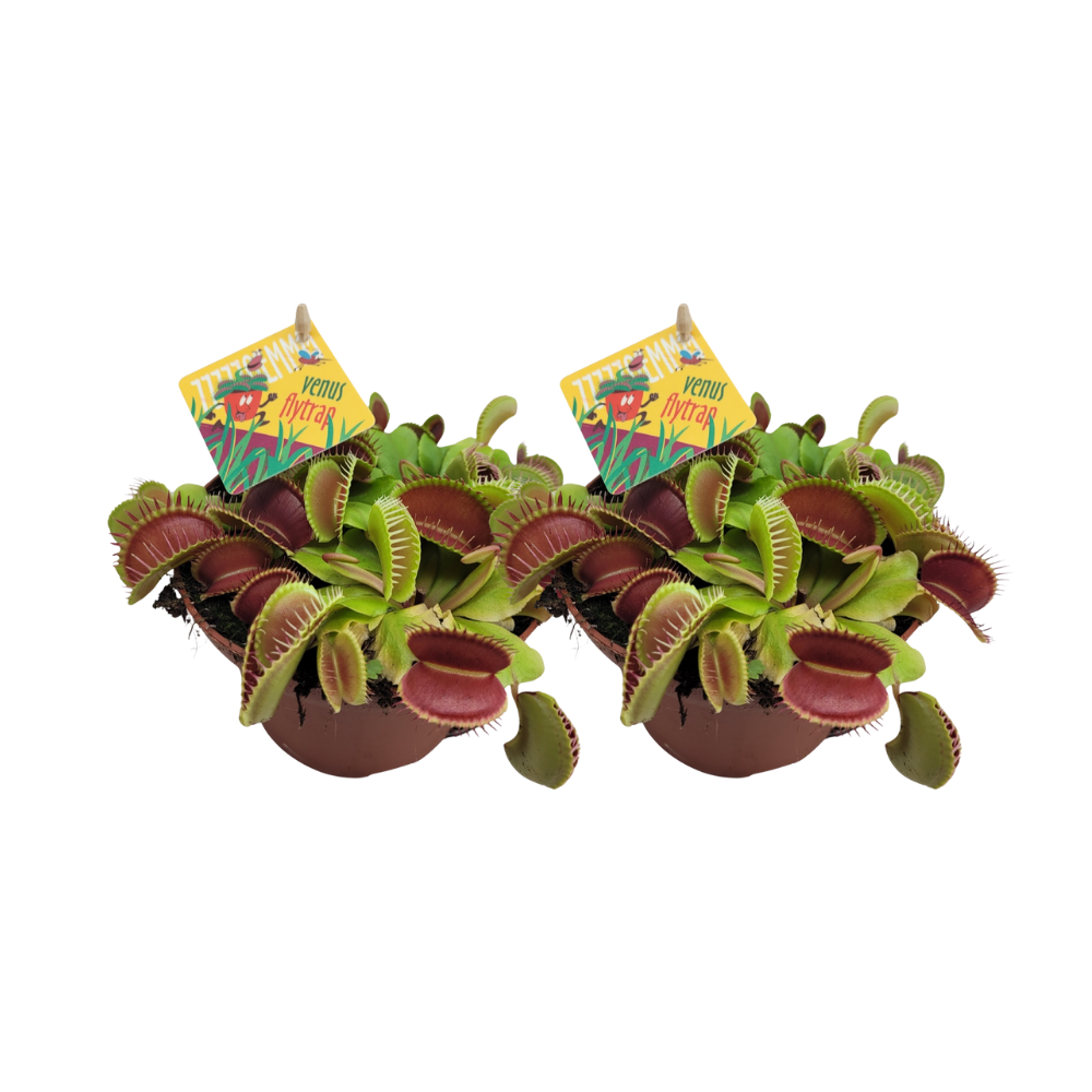 Venusvliegenvanger (Dionaea Muscipula) – 2 Kamerplanten – Potmaat 12 cm – Hoogte ca. 12 cm
