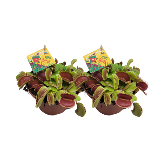 Venusvliegenvanger (Dionaea Muscipula) – 2 Kamerplanten – Potmaat 12 cm – Hoogte ca. 12 cm