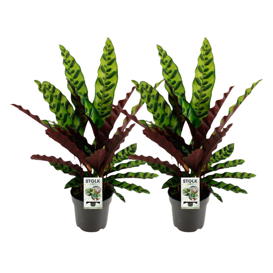 Calathea Lancifolia Insignis kamerplant – set van 2 – potmaat 14 cm – hoogte 45 cm – luchtzuiverend