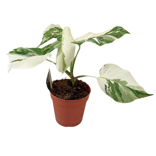 Monstera Deliciosa Variegata Super White – Kamerplant – 35-40 cm hoog – Potmaat Ø15 cm