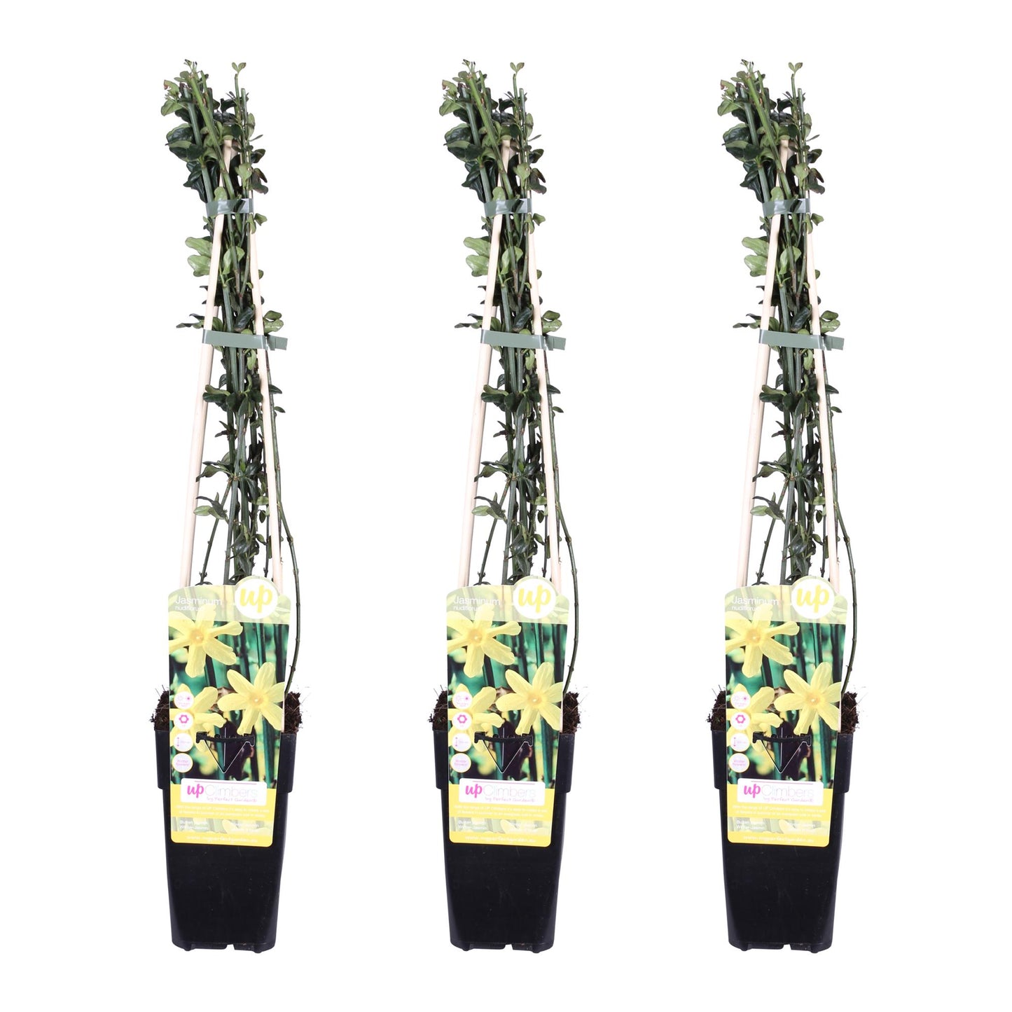 3x Winterjasmijn Jasminum nudiflorum – Tuinplant – 65 cm hoog – Potmaat 15 cm