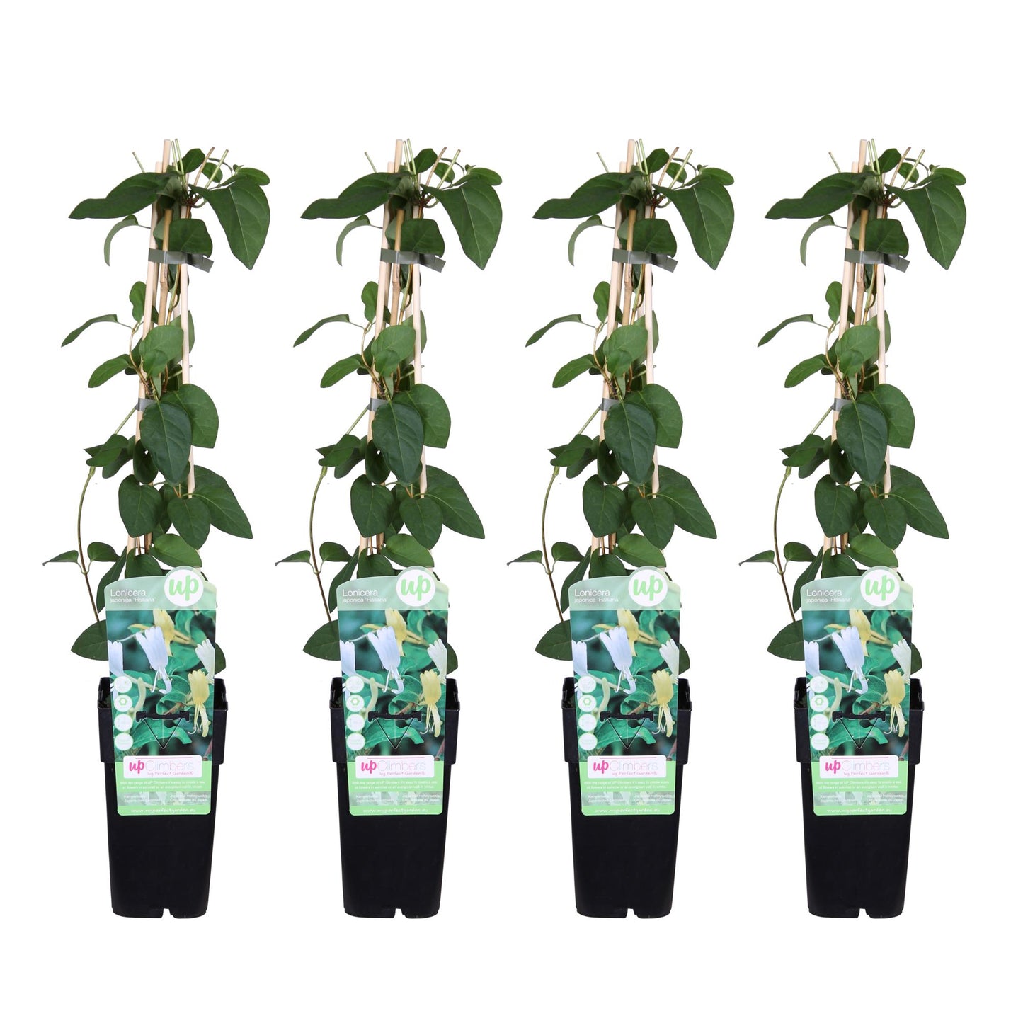 4x Lonicera japonica 'Halliana' – Witte Kamperfoelie – Tuinplant – Hoogte 65 cm – Potmaat 15 cm
