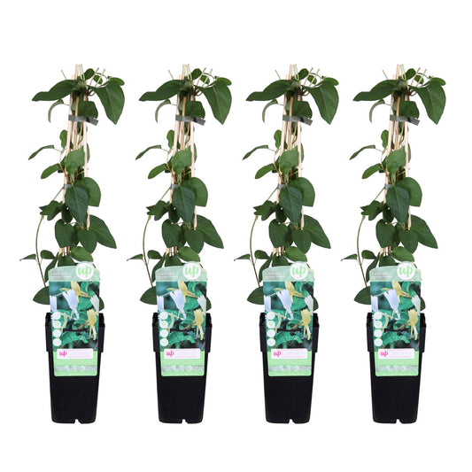 4x Lonicera japonica 'Halliana' – Witte Kamperfoelie – Tuinplant – Hoogte 65 cm – Potmaat 15 cm