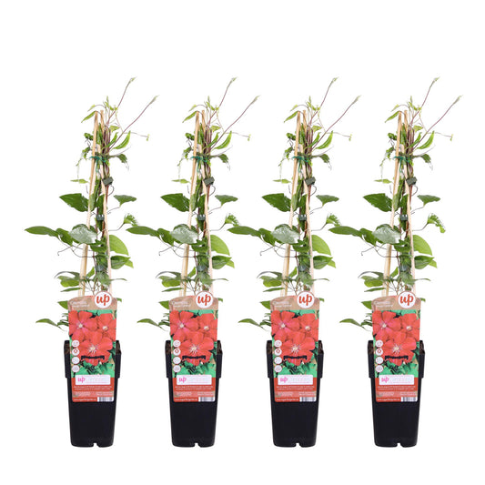 Clematis Rouge Cardinal tuinplant – 4 stuks – grote donkerrode bloemen – hoogte 65 cm – potmaat 15 cm