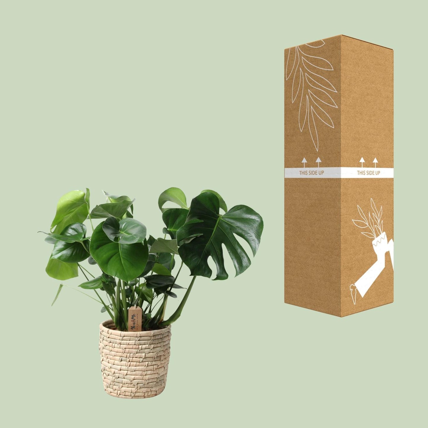 Monstera kamerplant in palmleaf basket – Ø21 cm – hoogte 60 cm – luchtzuiverend en onderhoudsvriendelijk