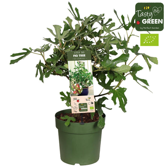 Ficus carica ‘Little Miss Figgy’ Bio – compacte vijgenplant – Ø23 cm pot – hoogte 50 cm – eetbare vijgen & ideaal voor terras