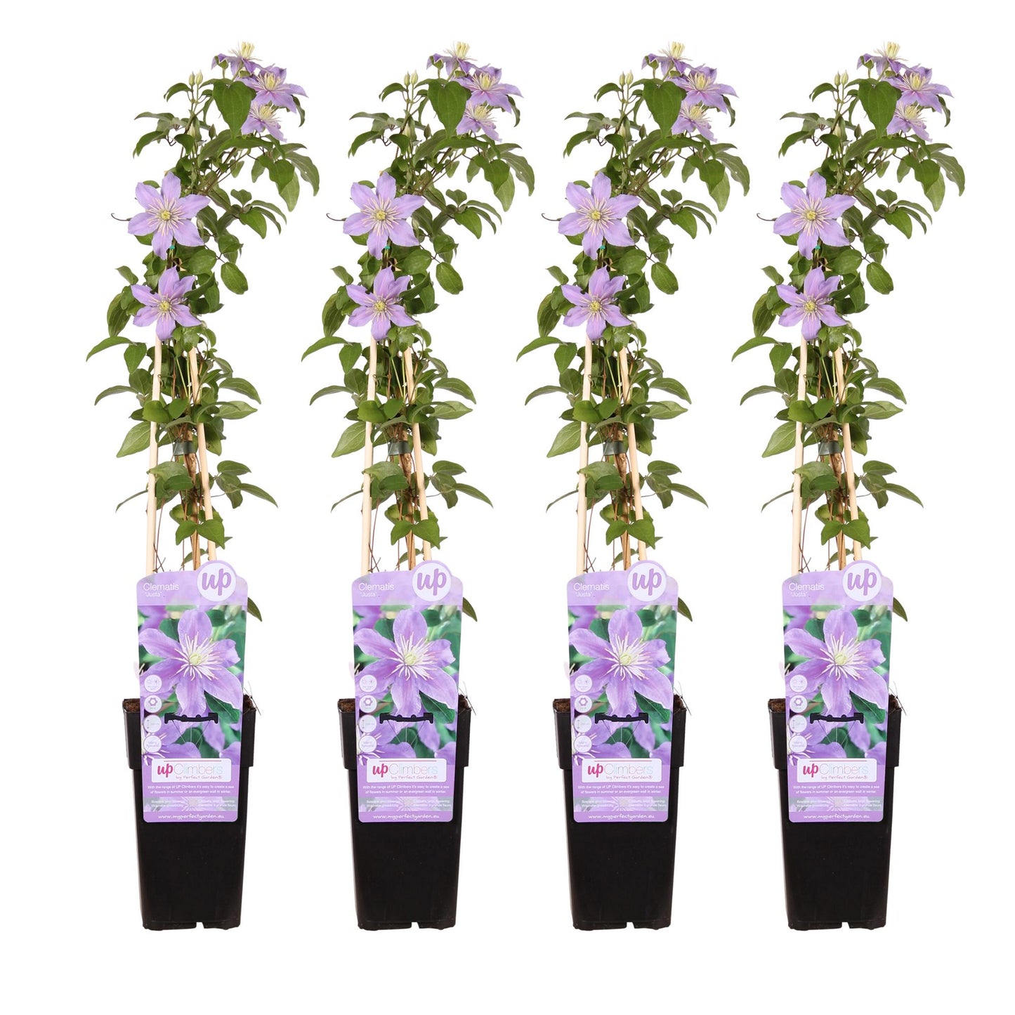 Clematis Montana Grandiflora tuinplant – Grootbloemige klimplant – 4 stuks – 65 cm hoog – Potmaat 15 cm