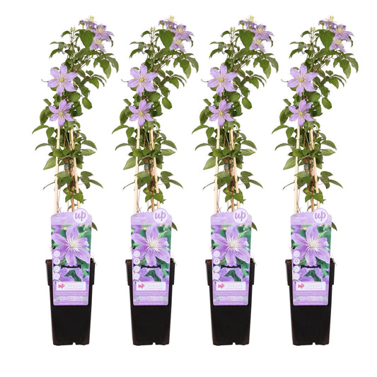 Clematis Montana Grandiflora tuinplant – Grootbloemige klimplant – 4 stuks – 65 cm hoog – Potmaat 15 cm