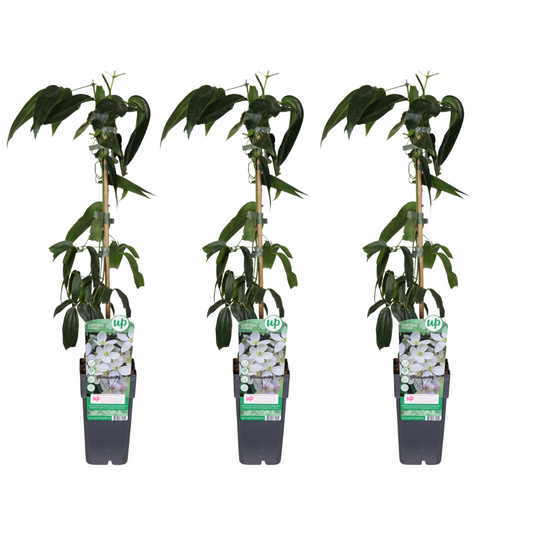 Clematis armandii tuinplant – 3 stuks – potmaat 15 cm – hoogte 65 cm – geurige klimplant voor buiten