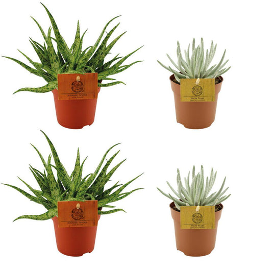 Aloe Spider & Senecio Scaposus mix – 4 stuks – Ø10,5 cm pot – 10 cm hoog – Vetplanten set voor binnen