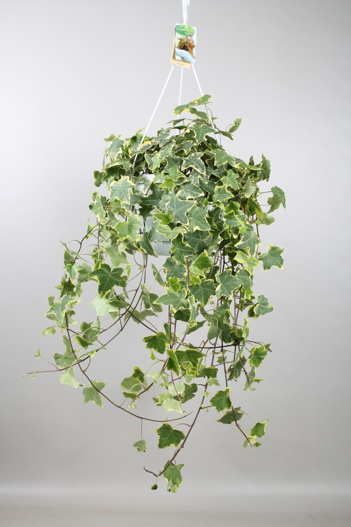 Hedera Helix Gold Child – XXL Hangplant – Kamerplant – Ø24 cm pot – ca. 60 cm hoog – Luchtzuiverend